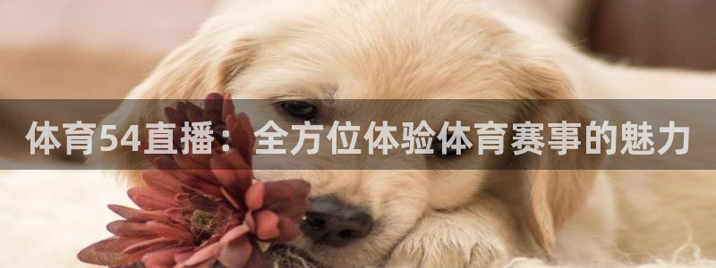 体育54直播：全方位体验体育赛事的魅力